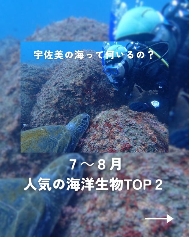 てるてる‼️宇佐美ダイビングチケット10枚 HOME | MSO Diving – 宇佐美のダイビング専門店、ホームゲレンデ
