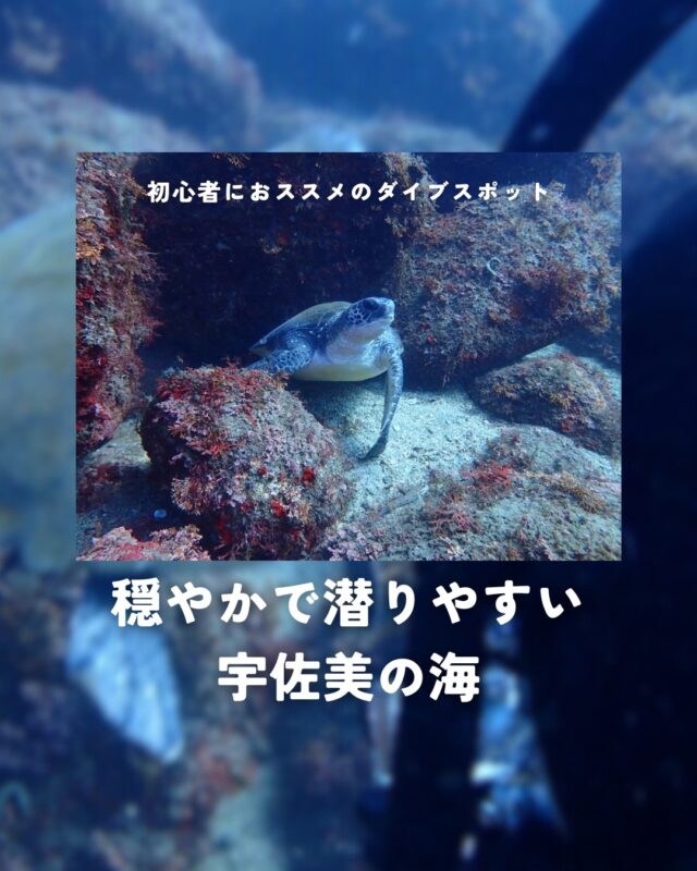 てるてる‼️宇佐美ダイビングチケット10枚 HOME | MSO Diving – 宇佐美のダイビング専門店、ホームゲレンデ