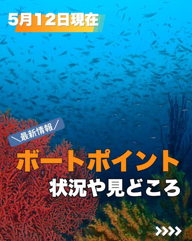 HOME | MSO Diving – 宇佐美のダイビング専門店、ホームゲレンデ